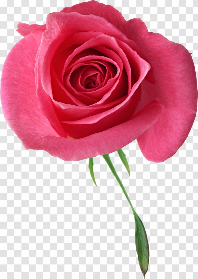 Garden Roses Clip Art - Pink - Funeral Transparent PNG