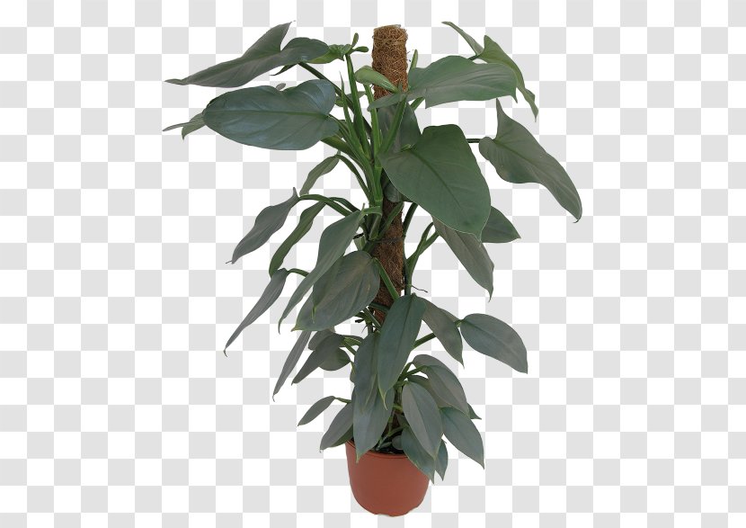 Leaf Flowerpot Houseplant Plant Stem Herb - Philodendrons Houseplants Transparent PNG