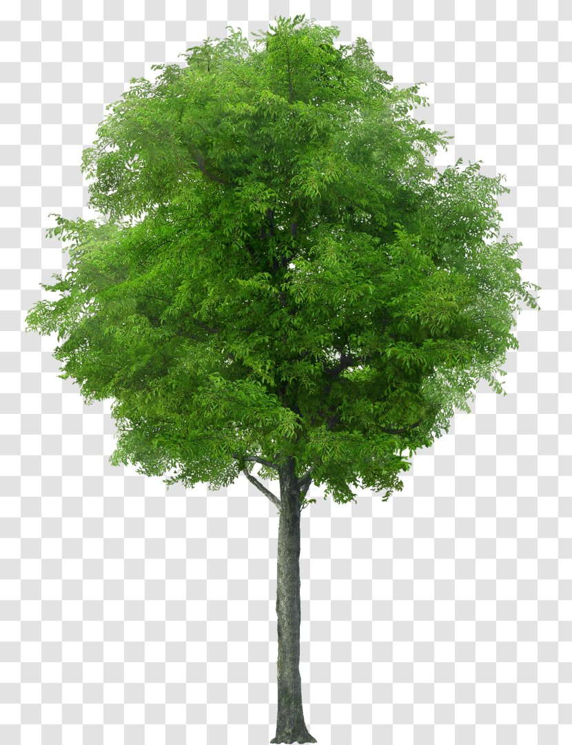 Stock Photography Tree Shrub Image Pruning Transparent PNG