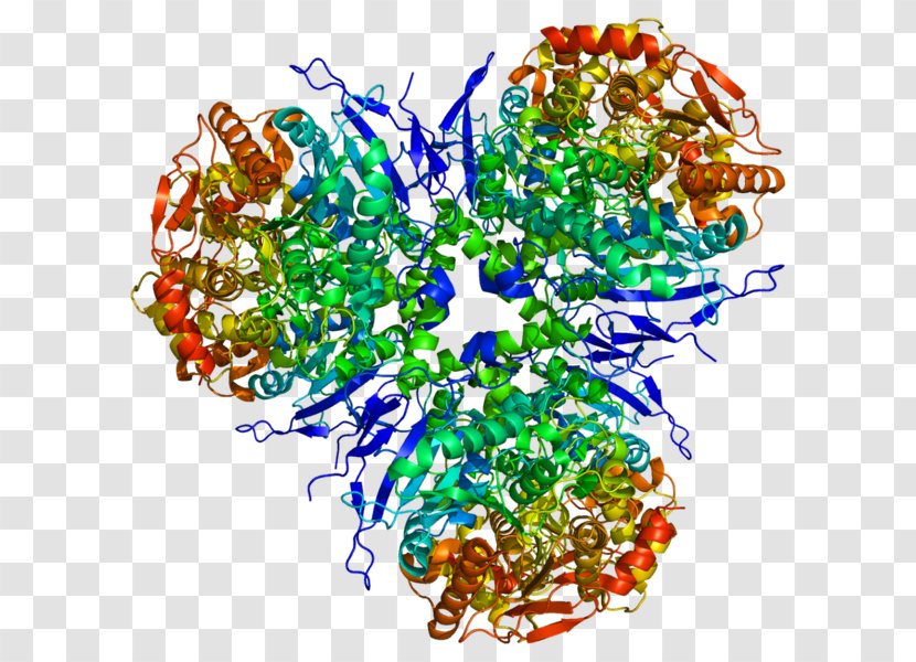 Carboxylesterase 1 2 Enzyme - Watercolor - Heart Transparent PNG