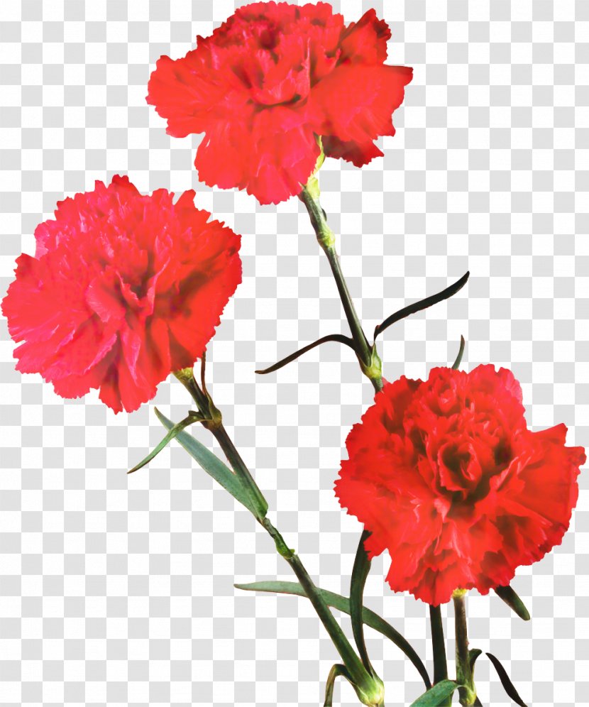 Carnation Cut Flowers Image - Artificial Flower - Herbaceous Plant Transparent PNG
