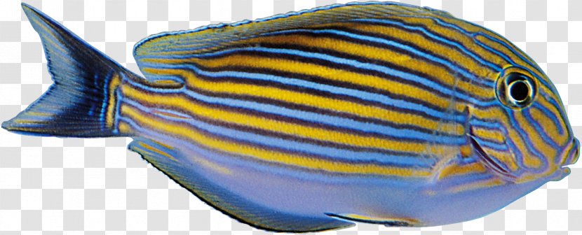 Tropical Fish Yellow Blue - Animal - Aquarium Transparent PNG