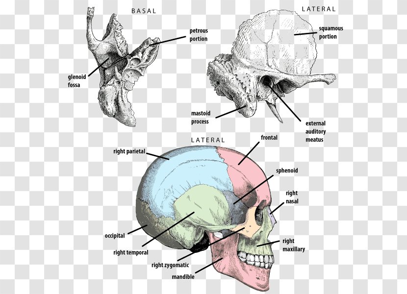 Petrous Part Of The Temporal Bone Frontal Lobe - Heart - Cranial Nerve Transparent PNG