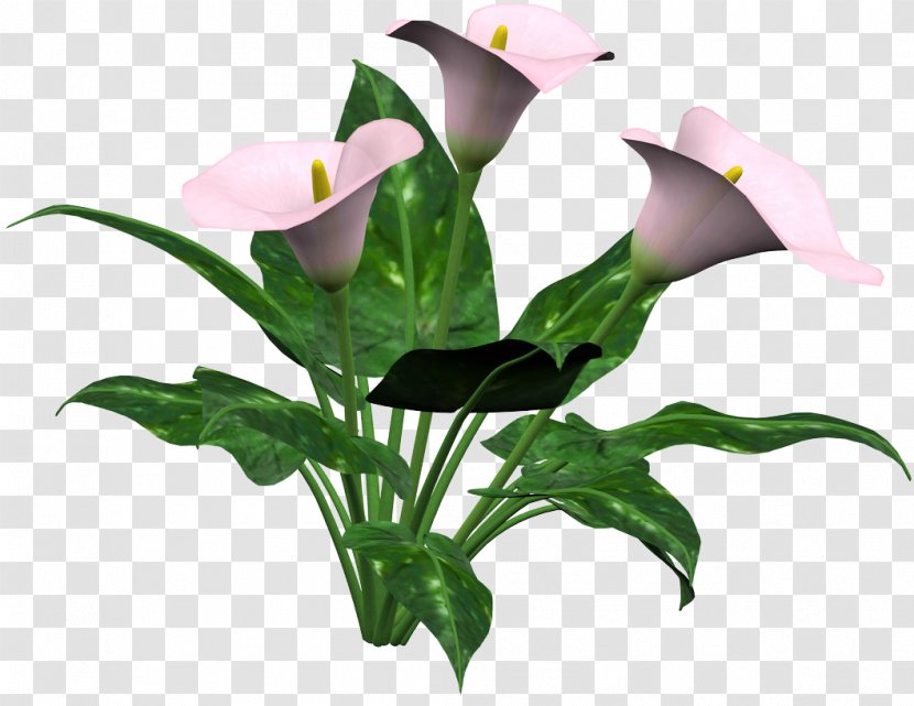 Arum Lilies Arum-lily Flower Lilium - Plant Stem Transparent PNG
