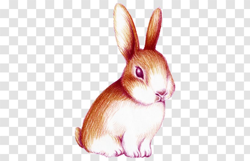 Rabbit Watercolor Painting - Easter Bunny - Hand-painted Transparent PNG