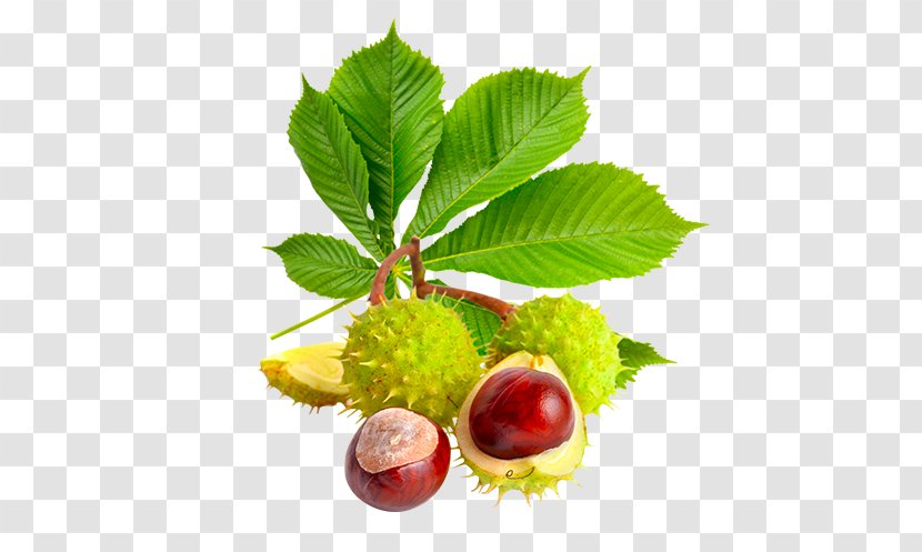 European Horse-chestnut Royalty-free Seed Tannin - Strawberries Transparent PNG