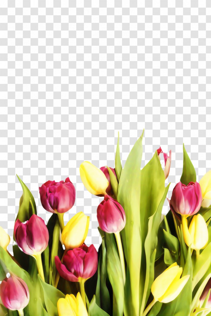 Floral Spring Flowers - Flora - Flower Arranging Lily Family Transparent PNG