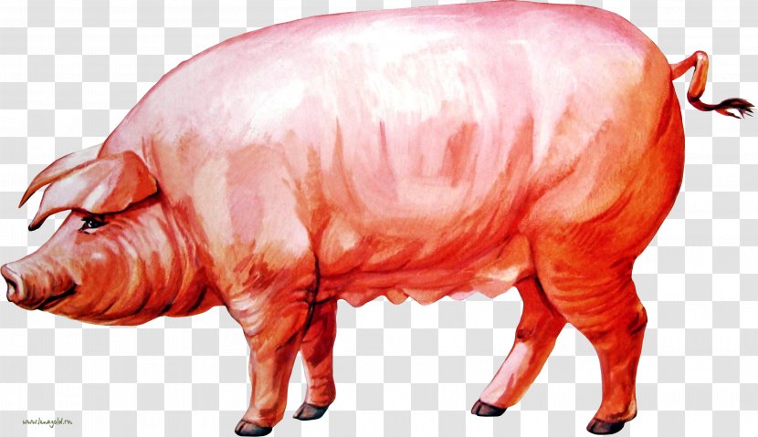 Domestic Pig Hogs And Pigs Clip Art - Domesticated Turkey Transparent PNG