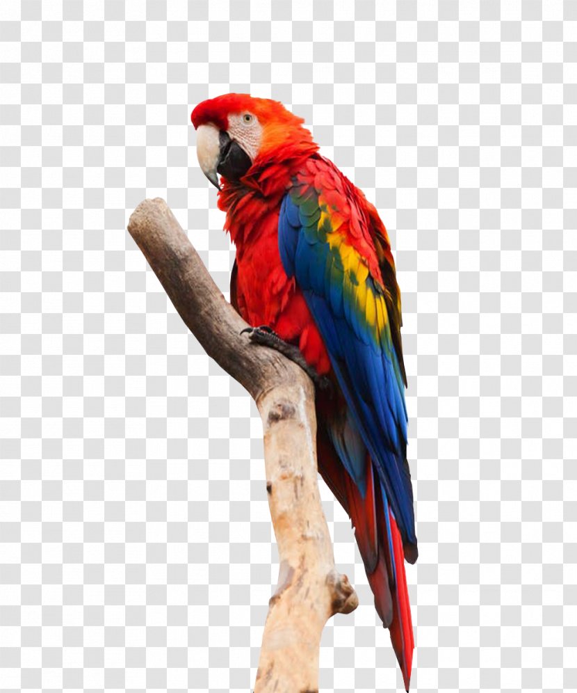 Parrot Bird Macaw Transparent PNG