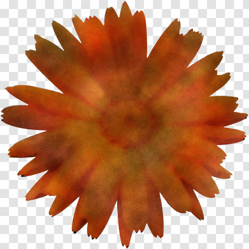 Orange Transparent PNG