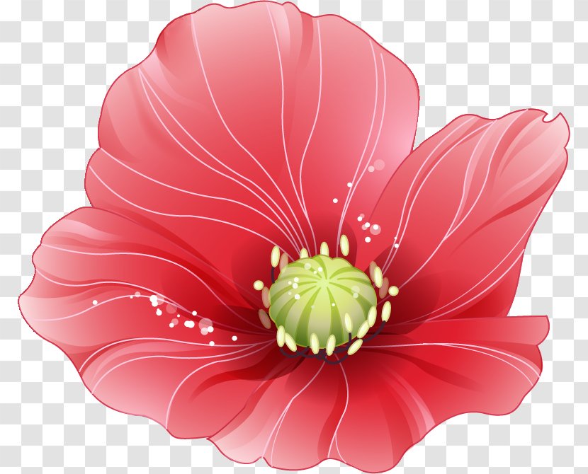 White Desktop Wallpaper 千図網 Petal - Poppy Flower Transparent PNG