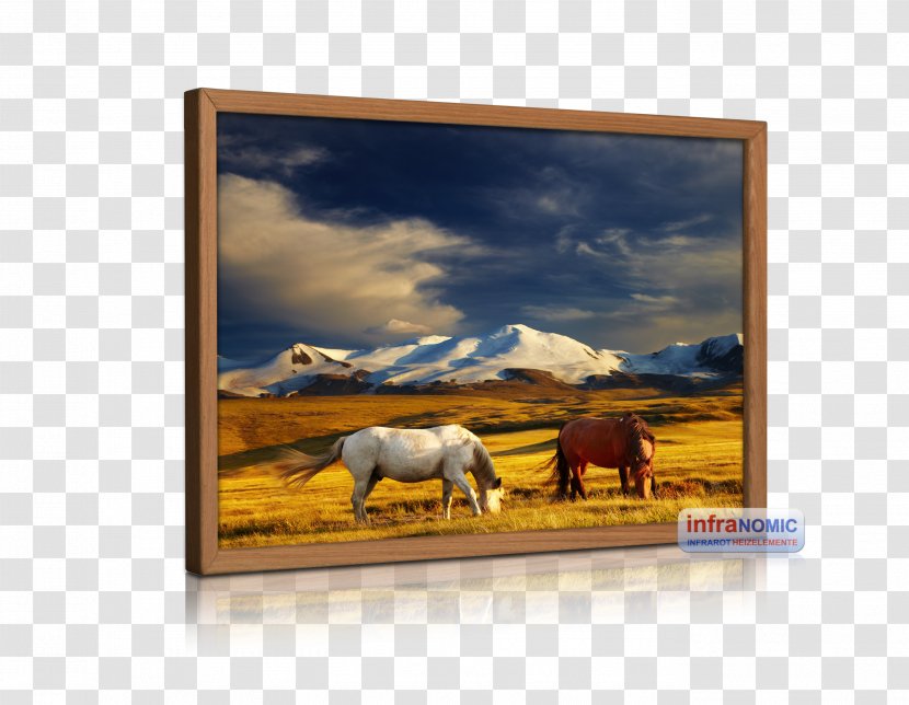 Mongolia Stock Photography Horse Canvas Print Transparent PNG