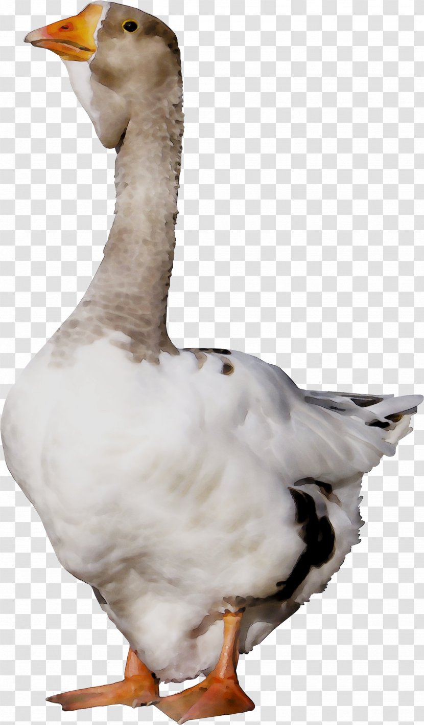 Duck Goose Fauna Feather Neck - Water Bird - Snow Transparent PNG