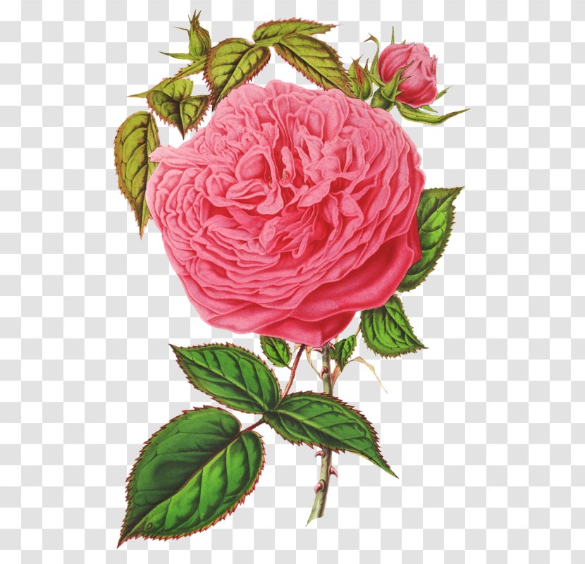 Garden Roses Cabbage Rose French Floribunda - Order - Flower Transparent PNG