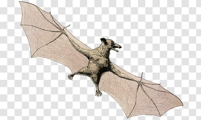 Bat Flying Foxes Animal Bee - Costume Transparent PNG