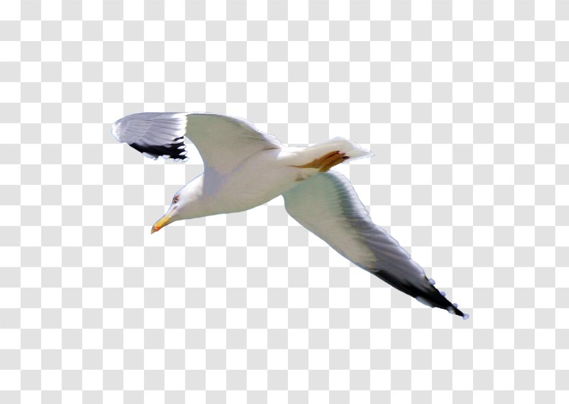 European Herring Gull Gulls Common - Video - 海鸥 Transparent PNG