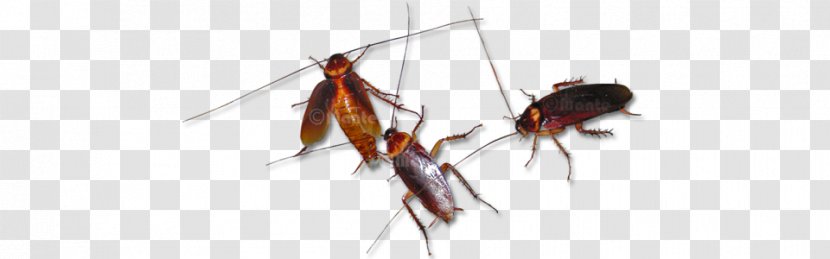 Mosquito Cockroach In Phone Insect Pest Transparent PNG