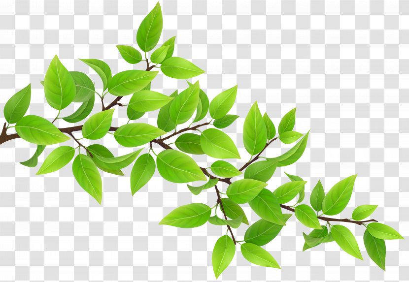 Desktop Wallpaper Tree Clip Art - Flowerpot - Green Leaves Transparent PNG