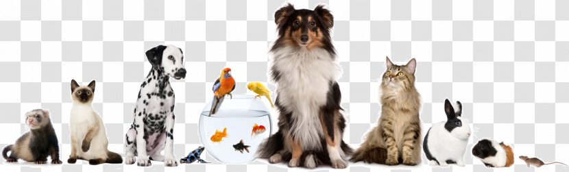 Pet Sitting Dog Cat Veterinarian Transparent PNG