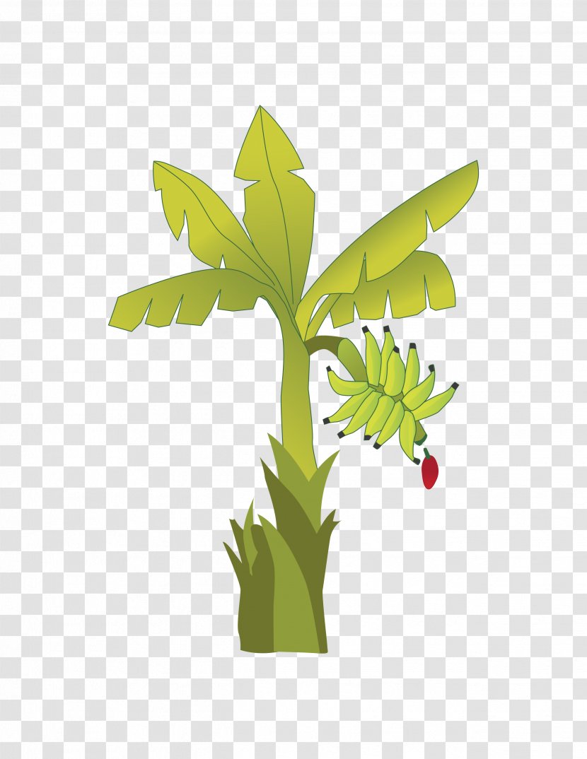 Banana Plant Stem Musa × Paradisiaca Theobroma Cacao - Drawing Transparent PNG