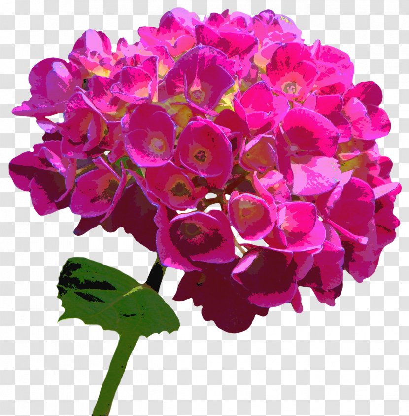 Flower Pink Garden Roses Hydrangea - Herbaceous Plant Transparent PNG