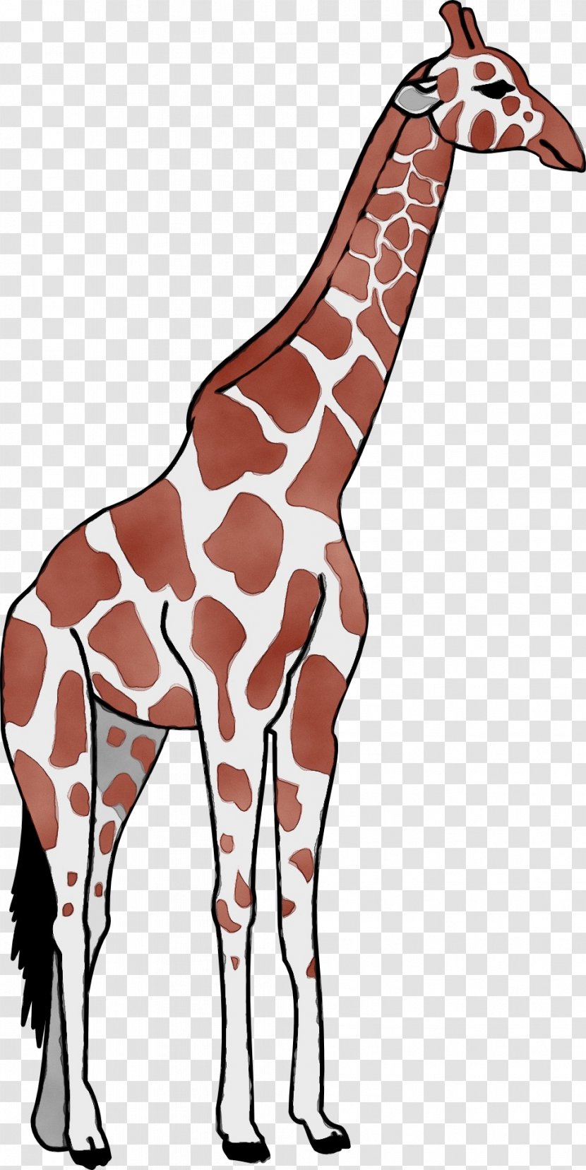 Giraffe Giraffidae Terrestrial Animal Wildlife Neck - Snout - Joint Transparent PNG