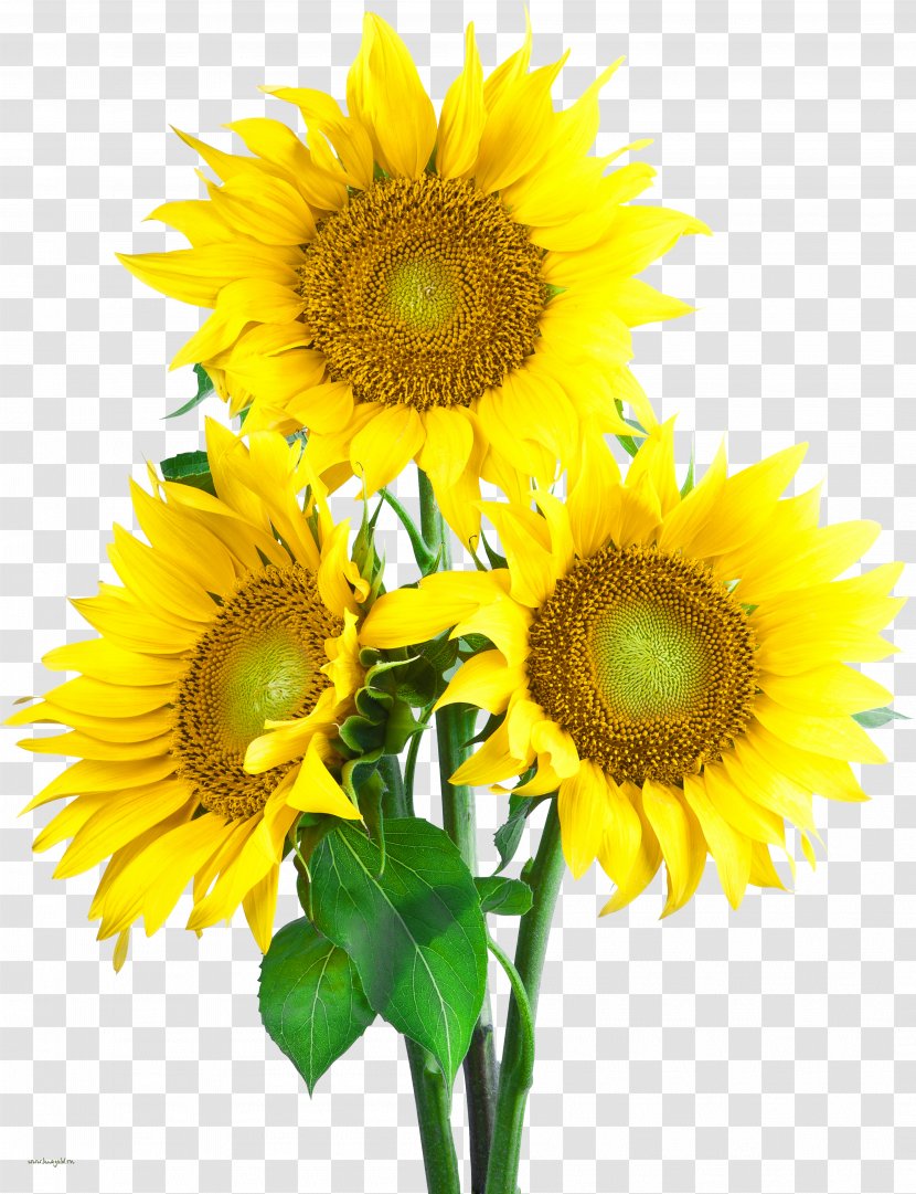 Common Sunflower Clip Art - Seed Transparent PNG