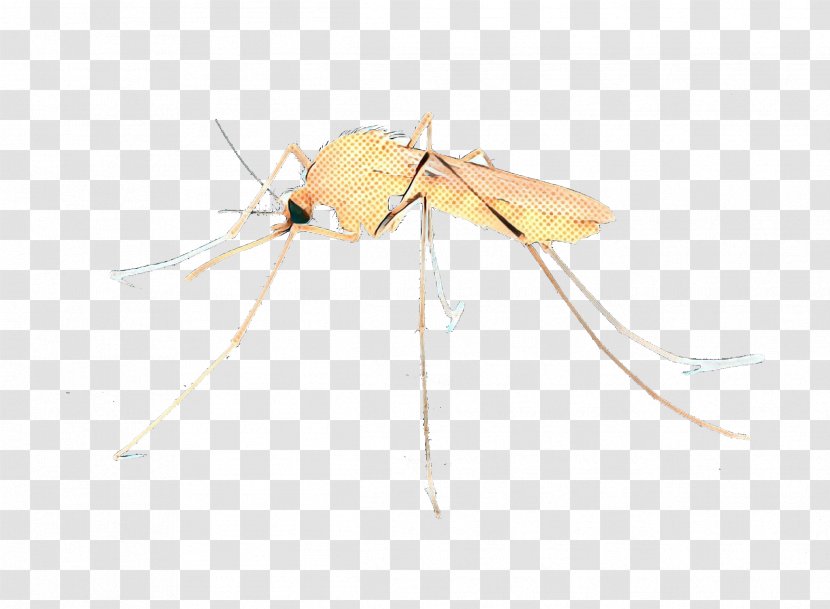 Mosquito Insect - Pest - Membrane Transparent PNG