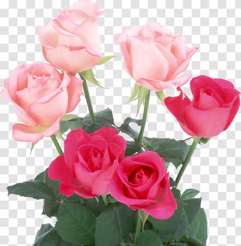 Light Rose Pink Flowers Color - Family - Roses Transparent PNG