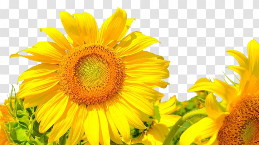 Common Sunflower Android Application Package - Daisy Family Transparent PNG