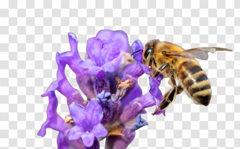 Bumblebee - Lavender - Flowering Plant Transparent PNG