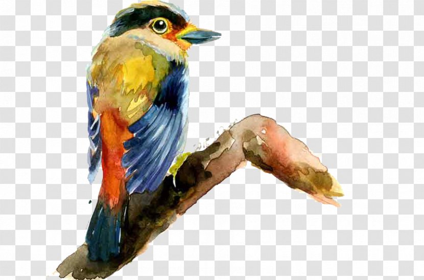 Bird Drawing Painting - Fauna Transparent PNG
