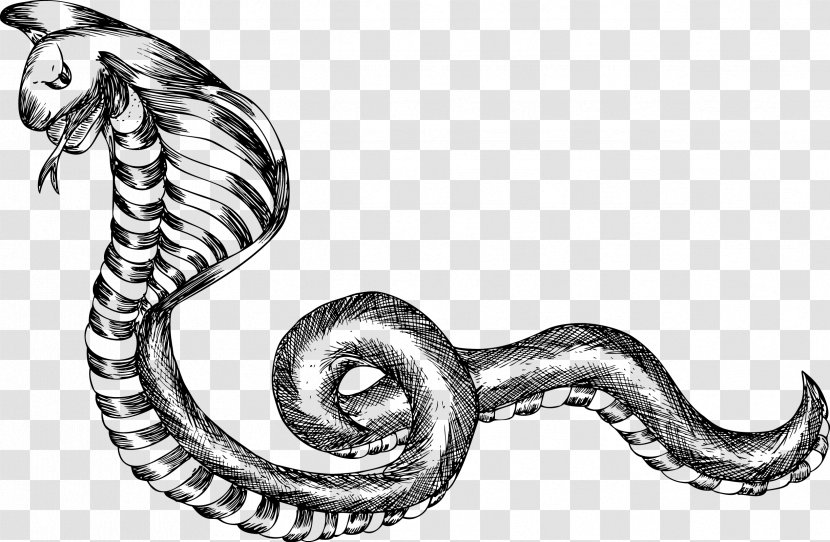 Black And White Snake - Reptile - Mixed Vector Transparent PNG