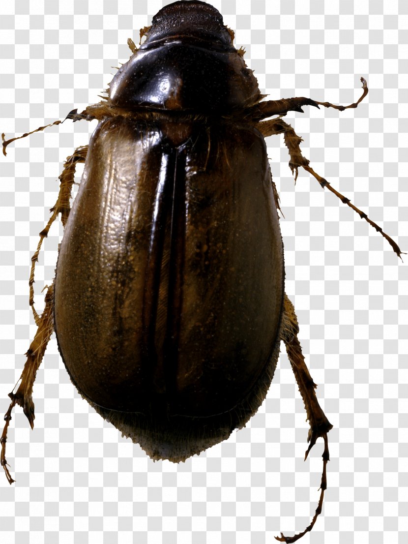 May Beetles Cockroach Cotinis Nitida Japanese Beetle - Arthropod - Roach Bug Image Transparent PNG