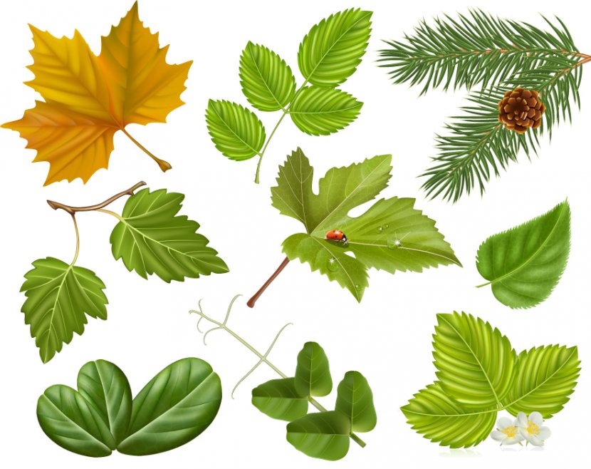 Branch Pine Tree Leaf - Organism Transparent PNG