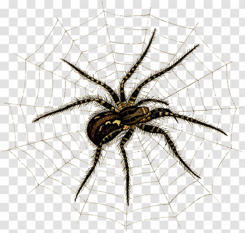 Spider Web Angulate Orbweavers Insect Arthropod - Invertebrate Transparent PNG