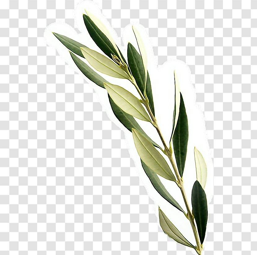 Greek Cuisine Mediterranean Olive Leaf - Extract Transparent PNG