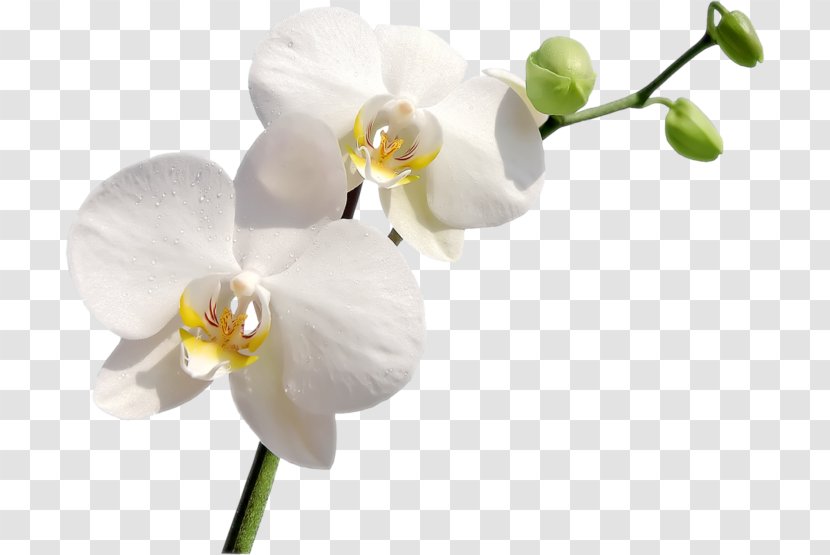 Orchids Flower Ciceksepeti.com Clip Art Transparent PNG