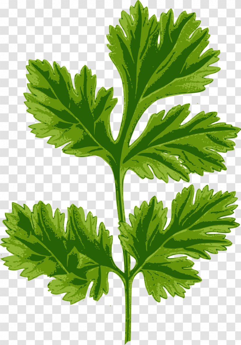 Hendrick's Gin Coriander Herb Drawing - Leaf - Parsley Transparent PNG