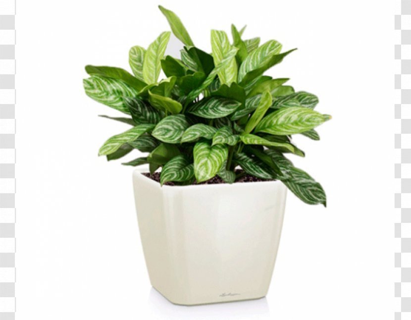 Chinese Evergreens Houseplant Garden Flowerpot - Shade Tolerance - Plant Transparent PNG