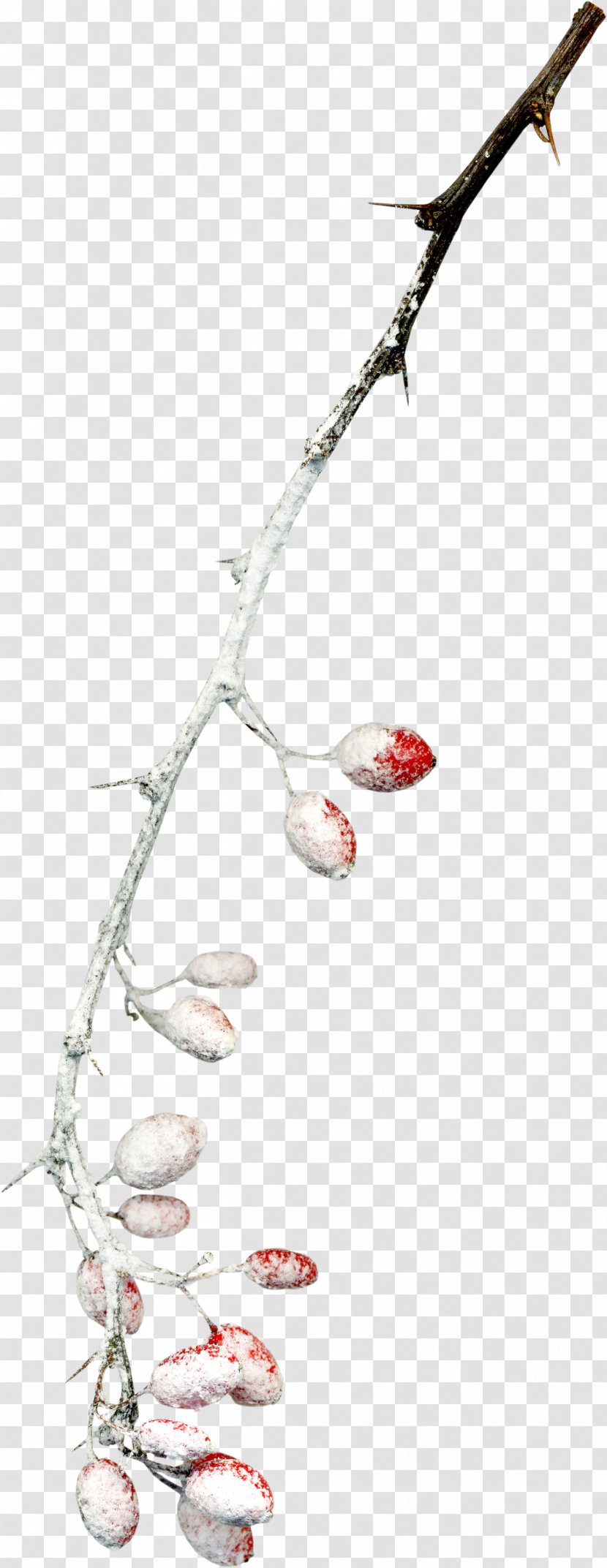 Twig Branch Snow Tree - Snow-covered Branches Transparent PNG