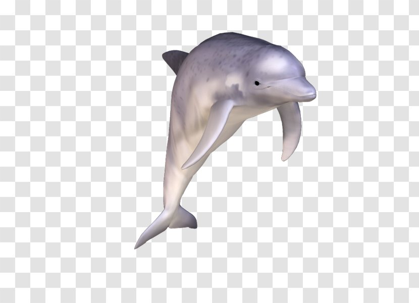Common Bottlenose Dolphin Short-beaked Tucuxi Rough-toothed Wholphin - Short Beaked - Hemoglobin Transparent PNG