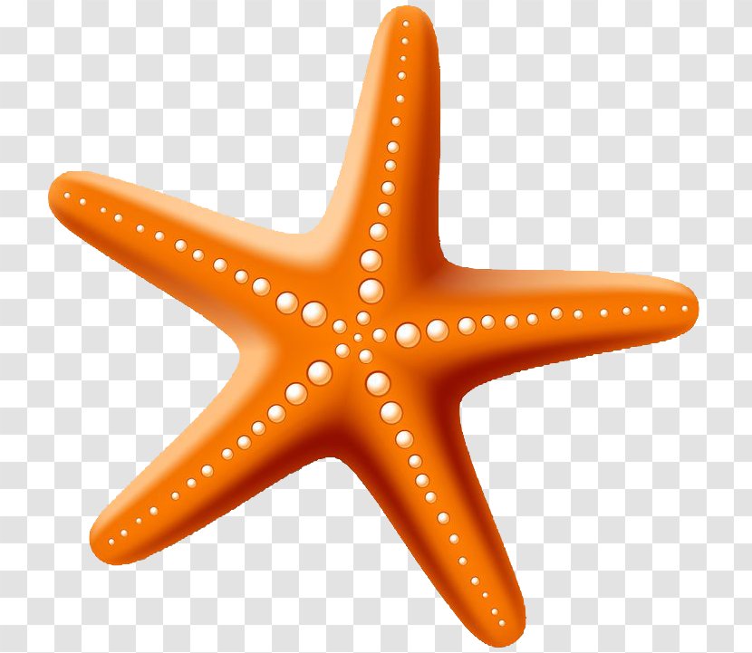 Starfish Drawing Stock Photography - Number Transparent PNG