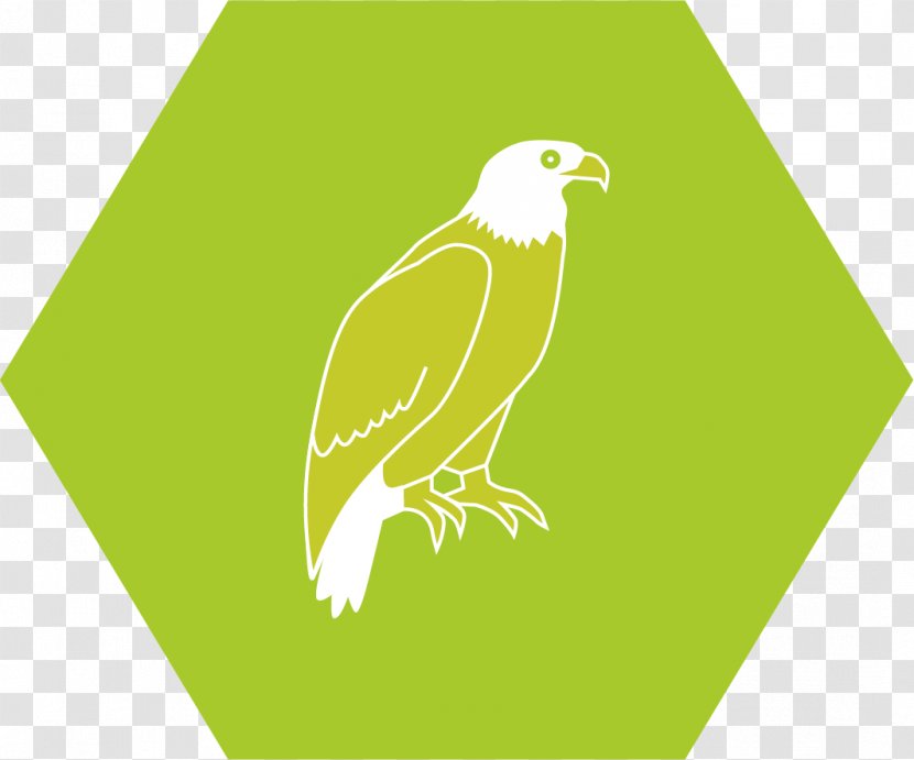 Organization Consultant Implementation System Visie - Bird Of Prey - Hawk Transparent PNG