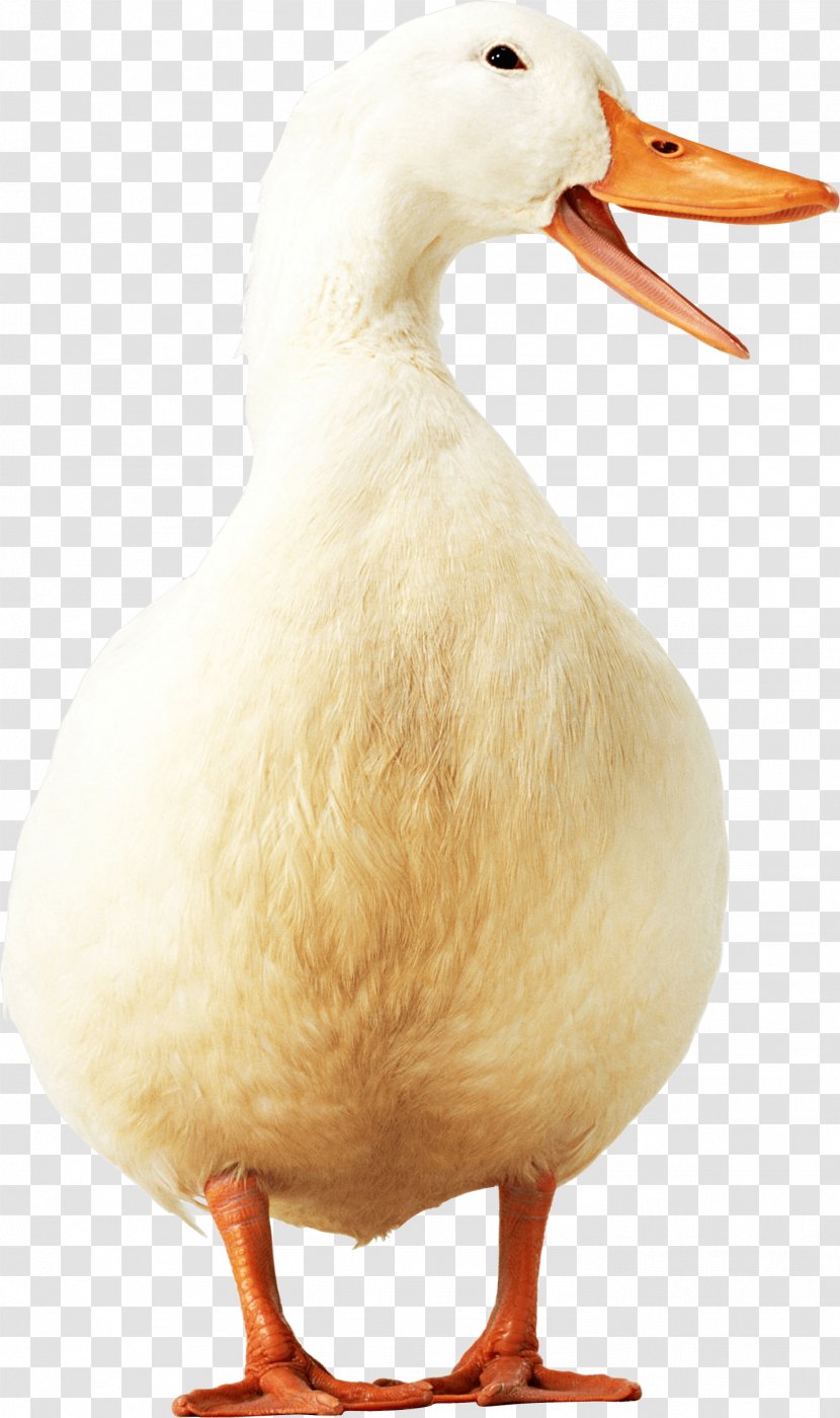 Duck American Pekin Goose Poultry - Fauna - Image Transparent PNG