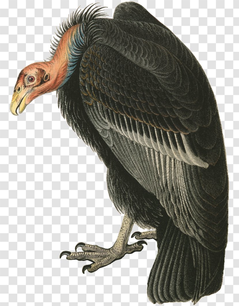 Turkey Vulture The Birds Of America Beaky Buzzard - Accipitriformes - Bird Transparent PNG