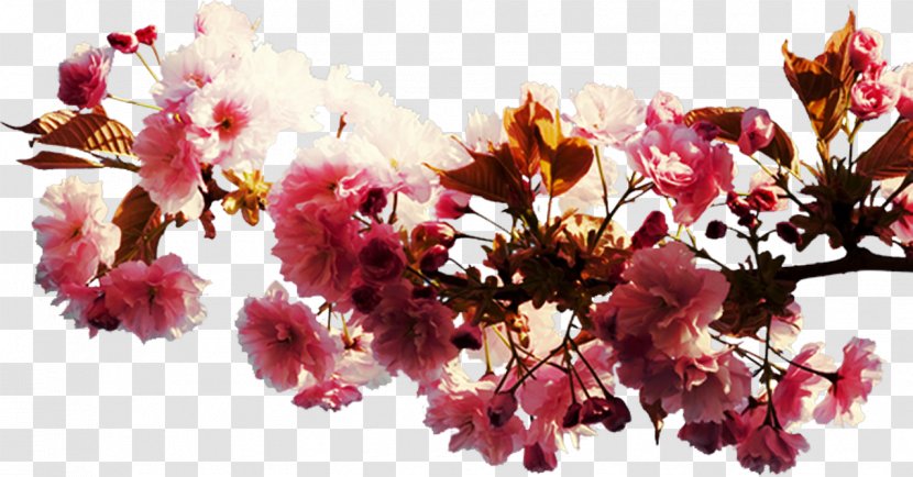 Cherry Blossom Flower Spring Petal Transparent PNG