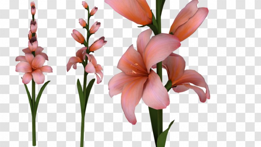 Gladiolus Xd7gandavensis Clip Art - Spring - HD Transparent PNG
