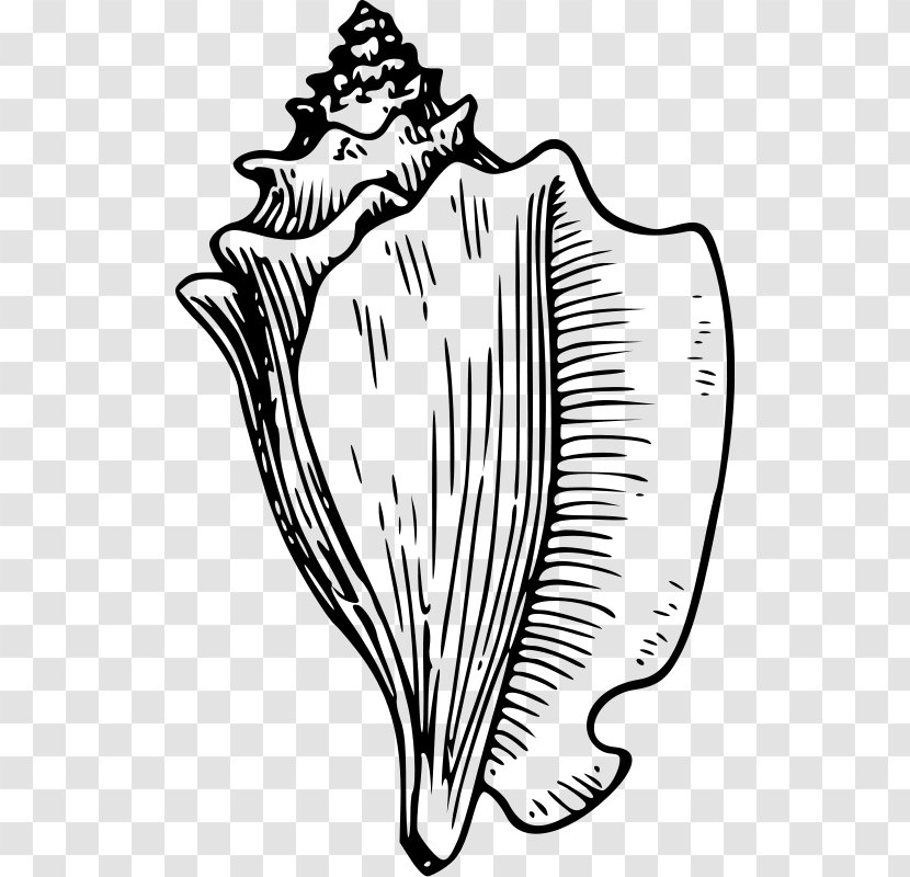 Conch Seashell Drawing Clip Art - Frame Transparent PNG