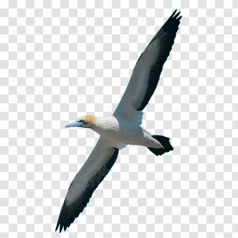 Homing Pigeon Bird Swan Goose Swallow Avialae Transparent PNG